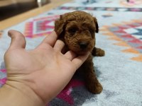 Toy bebekler poodle