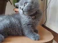 orjinal AYI surat yavrumuz scottish fold