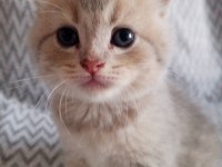British Shorthair Scottish Fold Kedisi