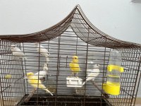 Ötürü kanaryalar