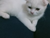 Top kafa ayı surat scottish fold yavrularımız