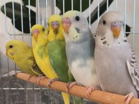 ÖĞRETMENDEN EVDE BESLENEN YAVRU MUHABBET KUŞLARI