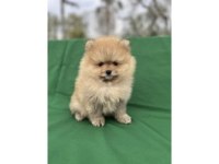 Pomeranian Yavrularımız