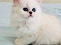 Yılbaşı çiçekleri british longhair