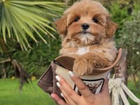 Akıllı ve Tüy Dökmeyen Karakteriyle Maltipoo Yavrusu