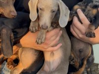 Aşıları bitmiş tuvalet eğitimli sosis dachshund yavrular
