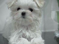 1.250 gram Morkie