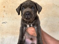 DEV CANE CORSO İTALİANO YAVRULARI