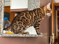 BENGAL KEDİSİ MUHTEŞEM GÜZELLİK