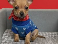 ŞİVAVA BEBEK KÖPEKLER