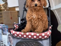 Bebek Arabası Ücretsiz Toy Poodle