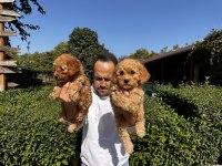 Toy Poodle Yavrularımız