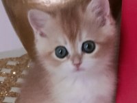 British Shorthair Kedisi