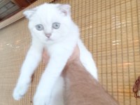 2 dişi 3 erkek 55 günlük yavru british shorthair bebekler
