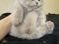 Safkan British Longhair Lilac Solid Son kızımız