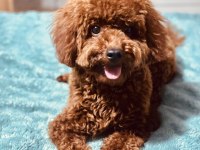 Toy Poodle 8 Aylık Dişi
