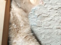 Tarçın Scottish Fold Oğlum Sahiplendirilecektir