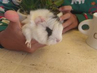 Erkek uzun tüy yavru guinea pig