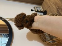 2.5 Aylık 500 Gram Erkek Kore Poodle