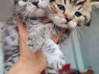 45 günlük silver british longhair