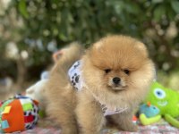 Fci Şecereli Pomeranian Teddy