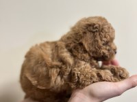 Red brown anne altında toy poodle
