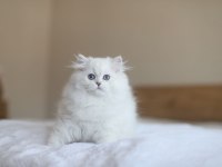 British longhair full şecereli safkan dişi