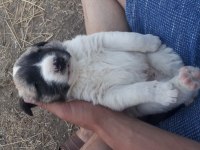 Safkan kangal köpeği 4 adet erkek