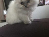 Scottish fold bebek