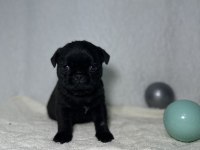 PUG (MOPS) A KALİTE IRK GARANTİLİ YAVRULAR