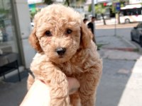 Erkek Toy Poodle