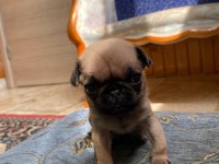 A kalite pug yavrularımız görülmeye değer