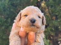MALTİPOO KUCUK YAKISIKLILAR