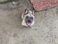 French bulldog fırsatını kaçırma