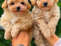 Kıvır kıvır maltipoo köpeği yavrularım