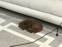 Sevimli poodle yavrumu sahiplendiriyorum