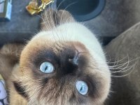 Sakin ve akıllı 1 yaşını tamamlamış blue point scottish fold