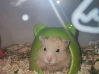 Hamster ücretsiz sahiplendirme