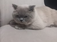 8 aylık Erkek British Shorthair
