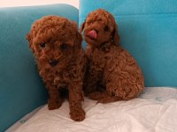 Poodle Yeni Yuvalarını Arıyorlar