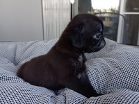 Pink Carrier Pug Yavrular