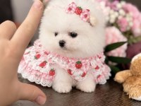 MİKRO BOY PRENSES POMERANİAN