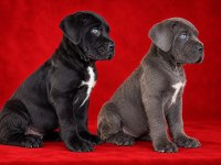 Ev ortamında yetiştirilmiş cane corso yavrularımız
