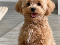 MALTİPOO BEBEKLERİMİZ