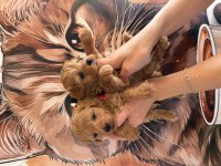 A kalite mini boy Maltipoo