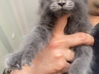 6666 Polydactly DEV XXXL ERKEK MAİNE COON