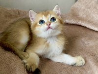 Safkan British Shorthair Golden Erkek Yavru