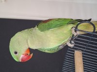 YAVRU ALEXANDER JUMBO BOY