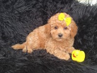 Core maltipoo bebekler