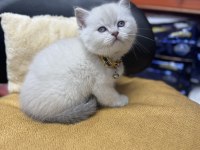 Lynx point erkek british shorthair